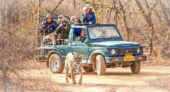 Tiger Safari