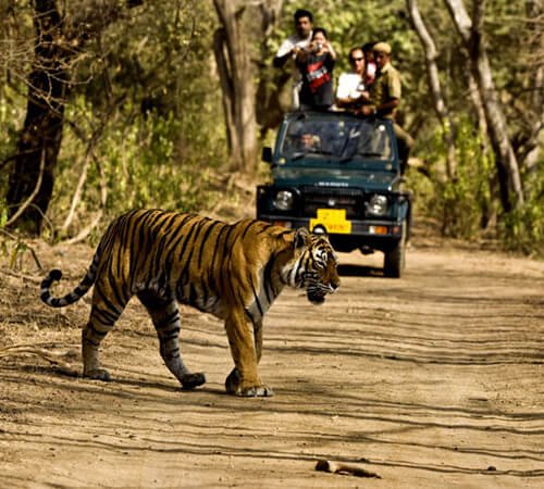 Gurugram Ranthambore Tour with Tiger Safari